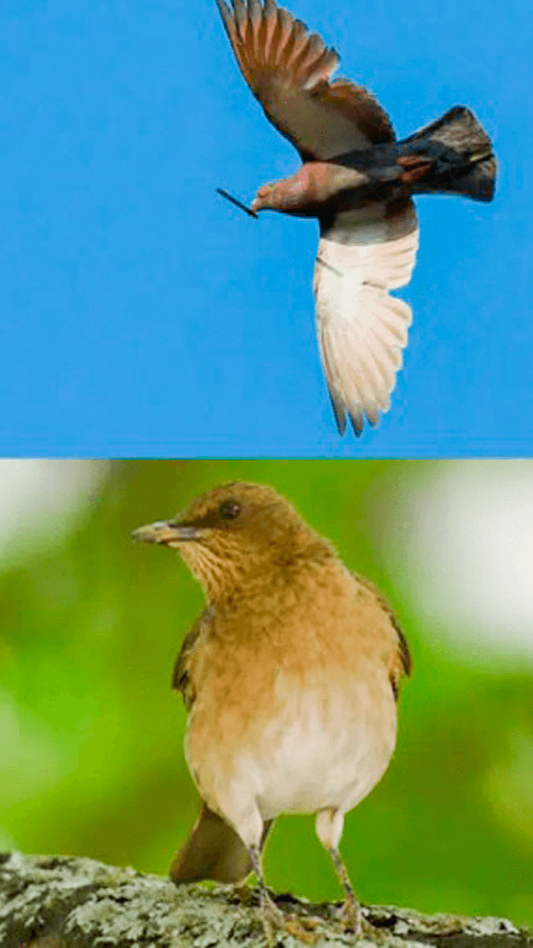 Recorrido guiado con avistamiento de aves